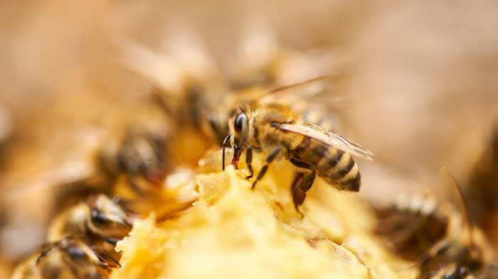 How Do Bees Make Honey? - Kitako