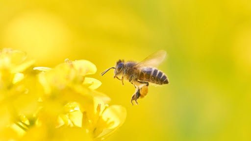 20 Things About Honey Bees That’ll Impress You - Kitako