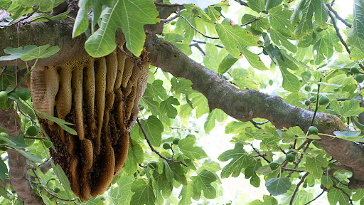 Bees & Humans Have History - Kitako