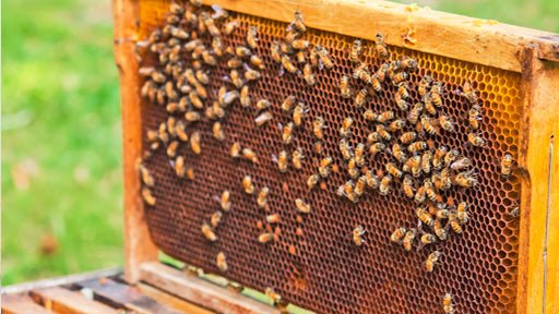 The Waggle Dance: How Saskatchewan Bees Find the Best Flowers